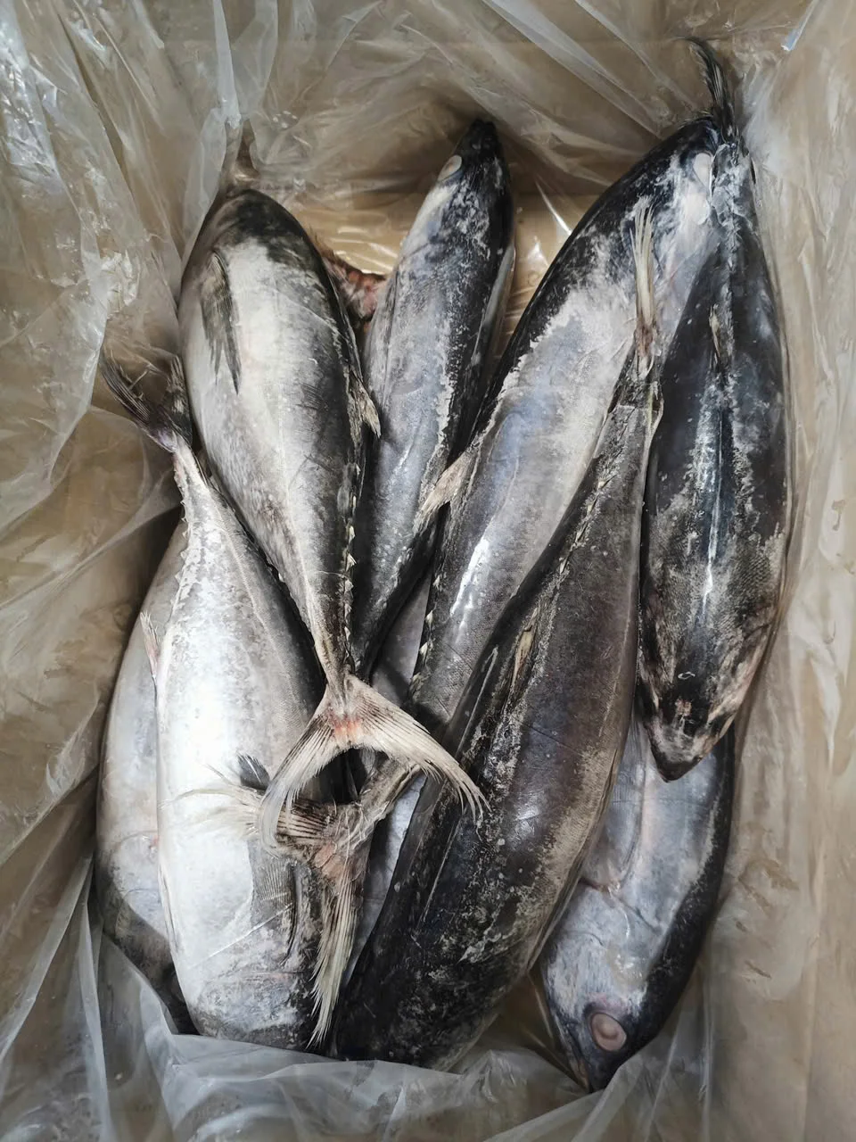 Cá ngừ vây vàng thực tế